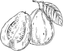 Guava