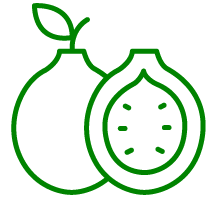 Guava