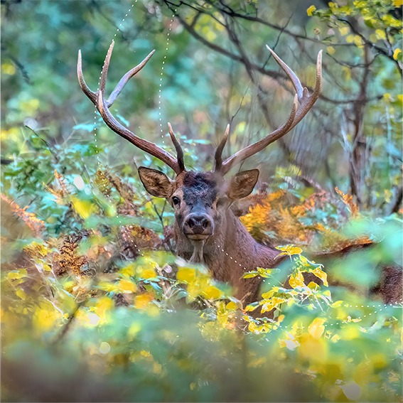 Fauna e flora